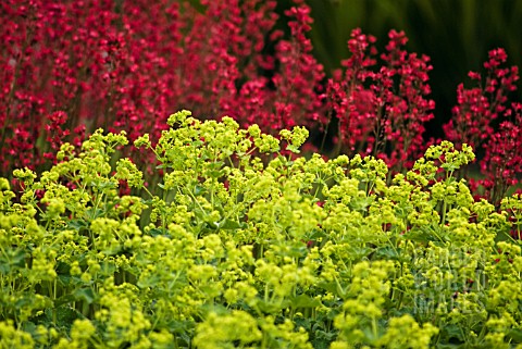 ALCHEMILLA_MOLLIS_LADYS_MANTLE