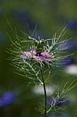 NIGELLA DAMASCENA PERSIAN JEWELS, LOVE-IN-A-MIST