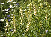 DIGITALIS GRANDIFLORA, FOXGLOVE