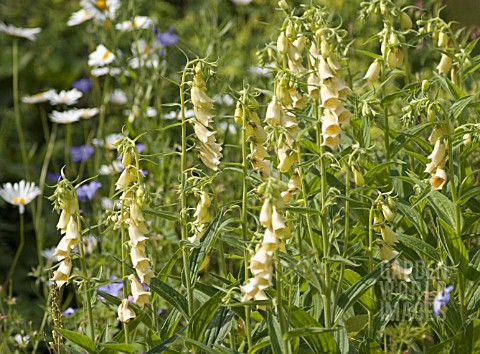 DIGITALIS_GRANDIFLORA_FOXGLOVE