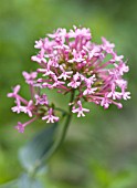 CENTRANTHUS RUBER