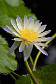 NYMPHAEA ‘GREEN SMOKE’, WATER LILY