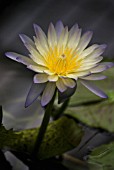 NYMPHAEA ‘GREEN SMOKE’, WATER LILY