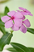 CATHARANTHUS ROSEUS, PERIWINKLE - MADAGASCAR PERIWINKLE