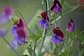 LATHYRUS ODORATUS ‘MATUCANA’, SWEET PEA