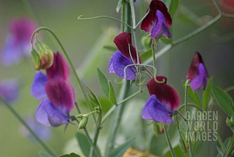 LATHYRUS_ODORATUS_MATUCANA_SWEET_PEA