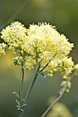 THALICTRUM SPECIOSISSIMUM, MEADOW RUE - DUSTY MEADOW RUE