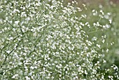 CRAMBE CORDIFOLIA, GREATER SEA KALE