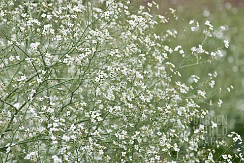 CRAMBE_CORDIFOLIA_GREATER_SEA_KALE