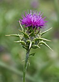 SILYBUM MARIANUM, MILK THISTLE, BLESSED MARY THISTLE