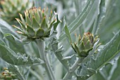 CYNARA CARDUNCULUS, CARDOON