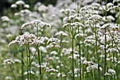 VALERIAN OFFICINALIS, VALERIAN - COMMON VALERIAN