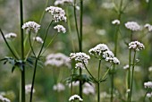 VALERIAN OFFICINALIS, VALERIAN - COMMON VALERIAN