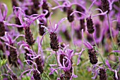 LAVANDULA STOECHAS PAPILLON, LAVENDER