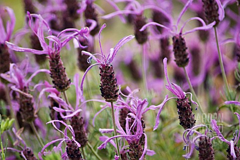 LAVANDULA_STOECHAS_PAPILLON_LAVENDER