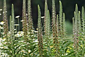 DIGITALIS PARVIFLORA, FOXGLOVE