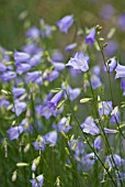 CAMPANULA ROTUNDIFOLIA, HAREBELL