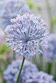 ALLIUM CAESIUM, ALLIUM - BLUE ALLIUM