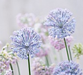 ALLIUM CAESIUM, ALLIUM - BLUE ALLIUM