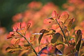 COTINUS COGGYGRIA, SMOKE BUSH