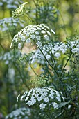 AMMI MAJUS, BISHOP’S WEED