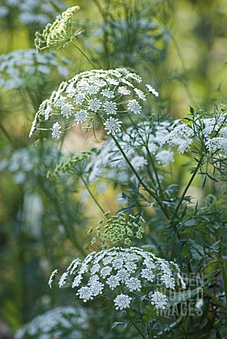 AMMI_MAJUS_BISHOPS_WEED