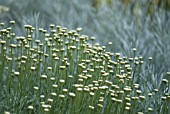 SANTOLINA CHAMAECYPARISSUS, COTTON LAVENDER, SANTOLINA