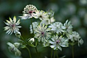 ASTRANTIA MAJOR, ASTRANTIA, MASTERWORT