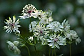 ASTRANTIA MAJOR, ASTRANTIA, MASTERWORT