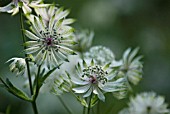 ASTRANTIA MAJOR, ASTRANTIA, MASTERWORT