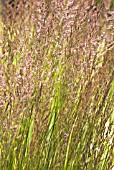 CALAMAGROSTIS BRACHYTRICHA, STIPA BRACHYTRICHA, KOREAN FEATHER REED GRASS