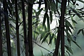 PHYLLOSTACHYS NIGRA, BAMBOO - BLACK BAMBOO