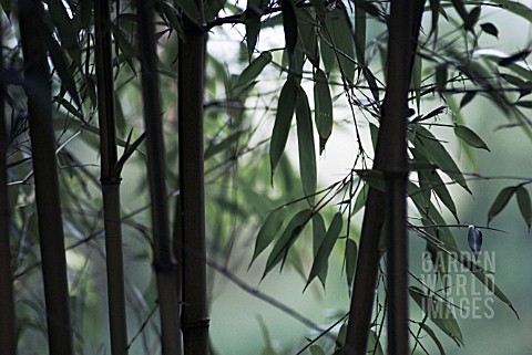 PHYLLOSTACHYS_NIGRA_BAMBOO__BLACK_BAMBOO