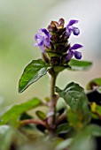 PRUNELLA VULGARIS, SELF HEAL