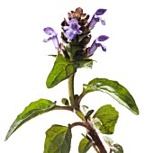 PRUNELLA VULGARIS, SELF HEAL