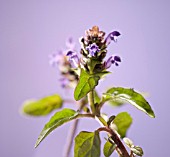 PRUNELLA VULGARIS, SELF HEAL