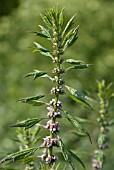 LEONURUS CARDIACA, MOTHERWORT