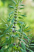 LEONURUS CARDIACA, MOTHERWORT