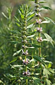 LEONURUS CARDIACA, MOTHERWORT