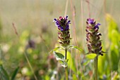 PRUNELLA VULGARIS, SELF HEAL