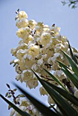 YUCCA GLORIOSA, YUCCA