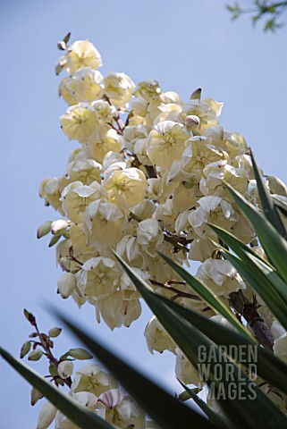 YUCCA_GLORIOSA_YUCCA