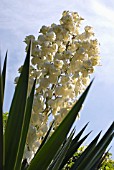 YUCCA GLORIOSA, YUCCA