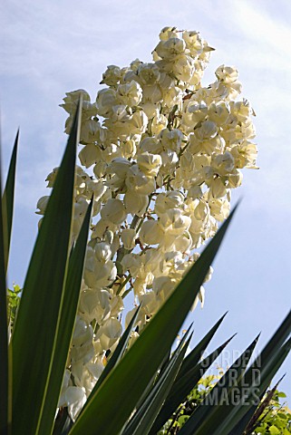 YUCCA_GLORIOSA_YUCCA