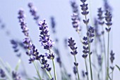 LAVANDULA AUGUSTIFOLIA, LAVENDER