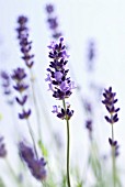 LAVANDULA AUGUSTIFOLIA, LAVENDER