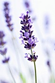 LAVANDULA AUGUSTIFOLIA, LAVENDER