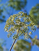 ANGELICA ARCHANGELICA, ANGELICA