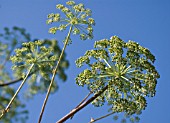 ANGELICA ARCHANGELICA, ANGELICA