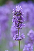 LAVANDULA ANGUSTIFOLIA, (LAVENDER)